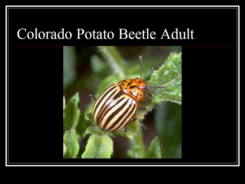 Colorado Potato Beetle Adult